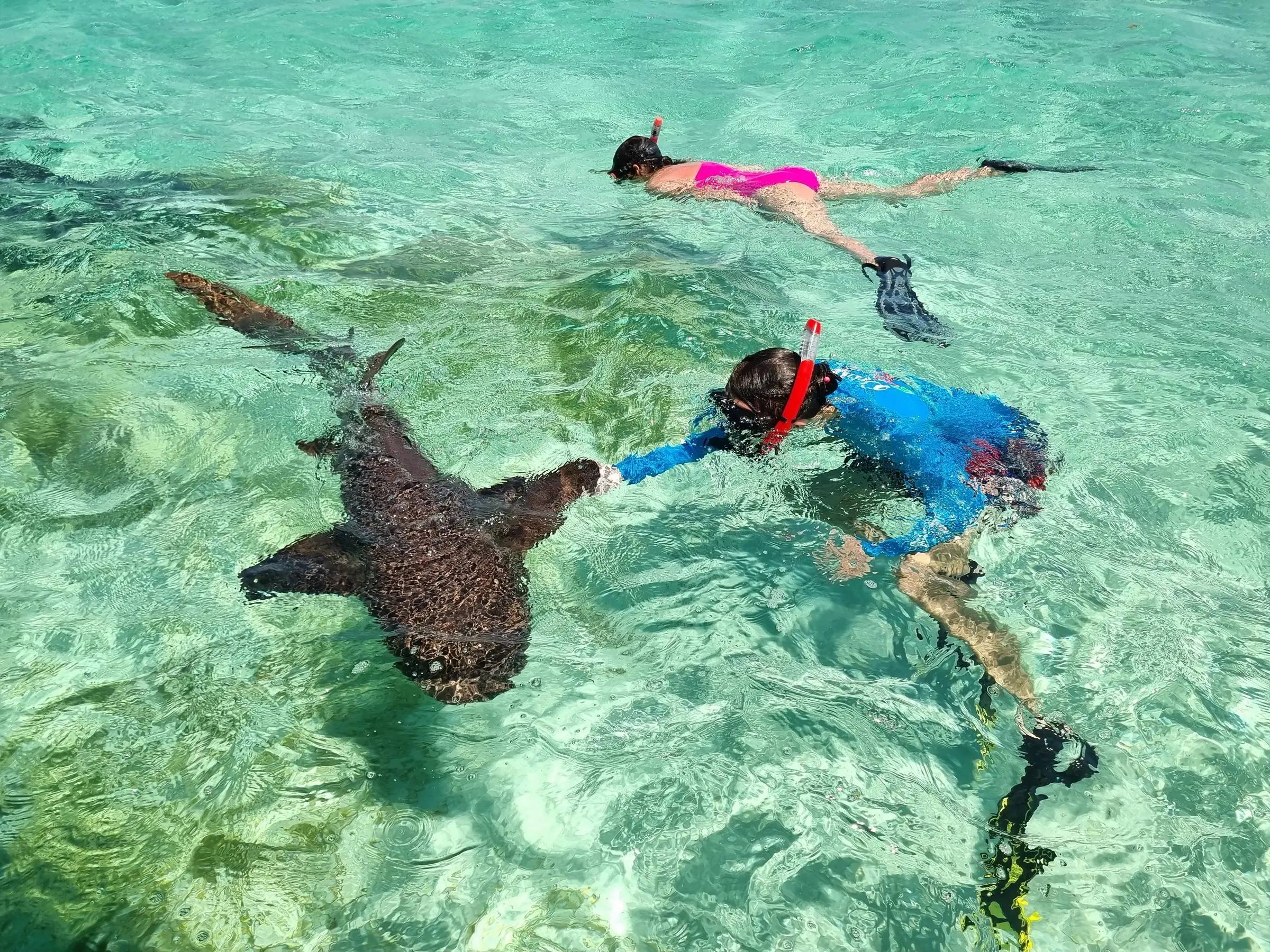 Tour de Tiburones — 1 de 4